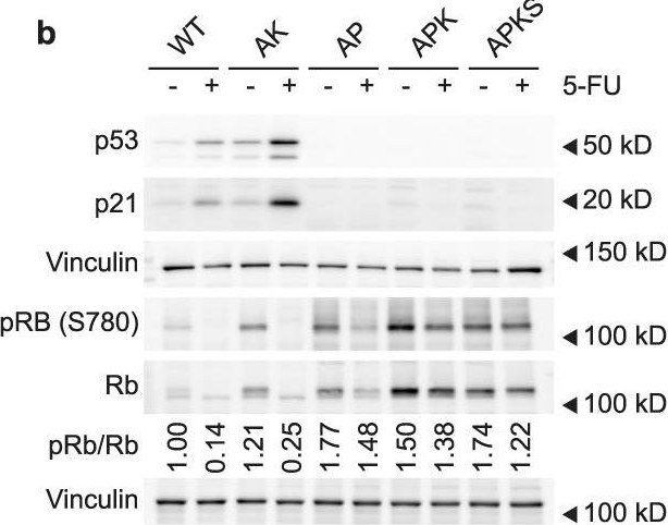Fig.3.B showing Western Blotting from the publication: Rewiring glucose metabolism improves 5-FU efficacy in p53-deficient/KRASG12D glycolytic colorectal tumors.