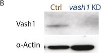 Fig.2.B showing Western Blotting in a Danio rerio (Zebrafish) sample from the publication: Vasohibin 1 selectively regulates secondary sprouting and lymphangiogenesis in the zebrafish trunk.