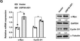 c-Myc (D84C12) Rabbit Monoclonal Antibody | Cell Signaling Technology