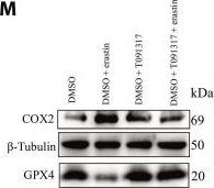 Fig.4.M showing Western Blotting from the publication: LXRα/SCD1-Mediated Endoplasmic Reticulum-Mitochondria Crosstalk in Inhibiting Neuronal Ferroptosis after Spinal Cord Injury.