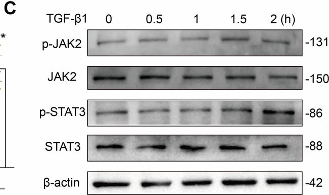 Fig.3.C showing Western Blotting from the publication: TRIM27-controlled endothelium-derived exosomes play a central role in podocyte injury in diabetic kidney disease.