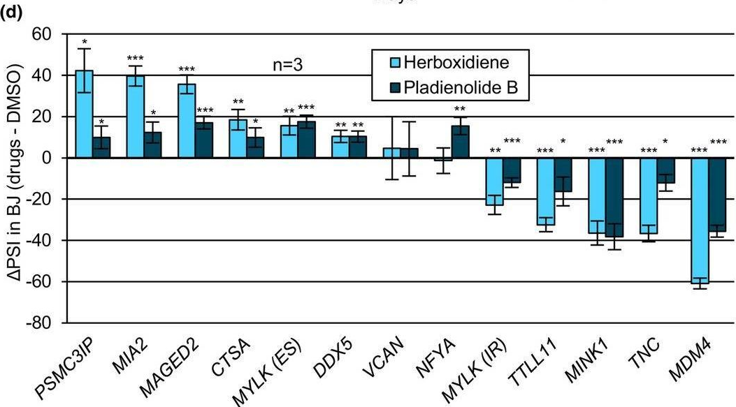 Fig.3.D from the publication: A defective splicing machinery promotes senescence through MDM4 alternative splicing.