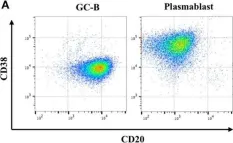 Fig.1.A showing Flow cytometry/Cell sorting from the publication: Human Plasmablast Migration Toward CXCL12 Requires Glucose Oxidation by Enhanced Pyruvate Dehydrogenase Activity via AKT.