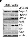 Fig.5.E showing Western Blotting from the publication: Endosomal phosphatidylinositol 3-phosphate controls synaptic vesicle cycling and neurotransmission.