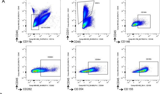 Fig.5.A showing Flow cytometry/Cell sorting from the publication: Transcriptomics and translatomics identify a robust inflammatory gene signature in brain endothelial cells after ischemic stroke.