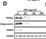 Fig.1.D showing Western Blotting in a Mus musculus (House mouse) sample from the publication: Primula nutans Georgi Extract Inhibits Early Adipogenesis Through CHOP-Associated Regulation and Ameliorates Obesity and Insulin Resistance.