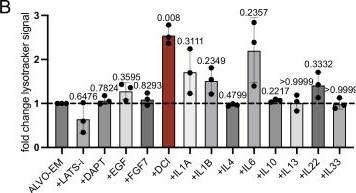Fig.2.B from the publication: Interferon-γ selectively promotes survival of alveolar progenitor cells in a human lung organoid model.