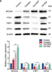 Fig.4.F showing Western Blotting from the publication: FOXO1-NCOA4 Axis Contributes to Cisplatin-Induced Cochlea Spiral Ganglion Neuron Ferroptosis via Ferritinophagy.