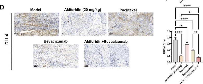 Fig.7.D showing Immunohistochemistry from the publication: Akiferidin suppresses cervical cancer growth and angiogenesis via the VEGF/DLL4-Notch pathway.