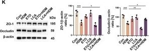 Fig.2.K showing Western Blotting from the publication: Protective role of fatty acid oxidation against epithelial barrier dysfunction in allergic asthma.