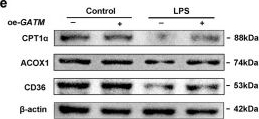 Fig.8.E showing Western Blotting from the publication: GATM alleviates sepsis-induced acute kidney injury via PDK4-mediated glycolytic reprogramming in renal tubular epithelial cells.