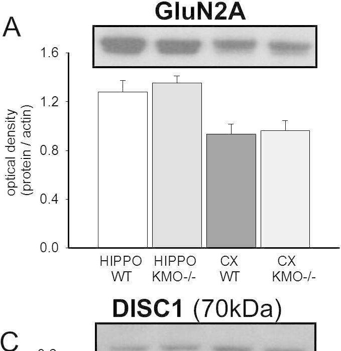 Fig.4.A showing Western Blotting from the publication: Altered hippocampal plasticity by prenatal kynurenine administration, kynurenine-3-monoxygenase (KMO) deletion or galantamine.