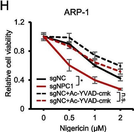 Fig.3.H from the publication: NPC1 as a novel therapeutic target for induction of pyroptosis in cancers.