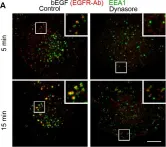 Fig.7.A showing Immunocytochemistry-immunofluorescence from the publication: Quantum dots implementation as a label for analysis of early stages of EGF receptor endocytosis: a comparative study on cultured cells.