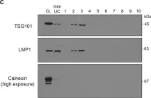 Fig.1.C showing Western Blotting from the publication: MicroRNAs are minor constituents of extracellular vesicles that are rarely delivered to target cells.