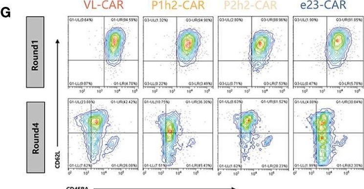 Fig.4.G showing Flow cytometry/Cell sorting from the publication: Humanized single-domain antibody targeting HER2 enhances function of chimeric antigen receptor T cells.