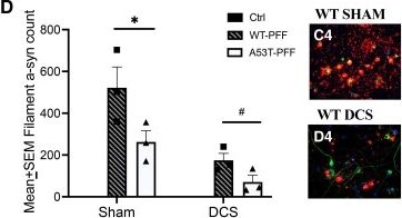 Fig.3.D showing Immunohistochemistry-immunofluorescence from the publication: Direct current stimulation induced reduction in α-synuclein in primary neurons: targeting Parkinson's disease.