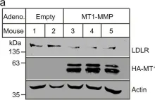Fig.5.A showing Western Blotting from the publication: Membrane type 1 matrix metalloproteinase promotes LDL receptor shedding and accelerates the development of atherosclerosis.