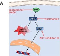Fig.6.A from the publication: Candida albicans induces neutrophil extracellular traps and leucotoxic hypercitrullination via candidalysin.