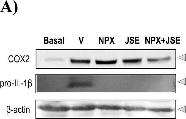 Fig.7.A showing Western Blotting in a Rattus norvegicus (Rat) sample from the publication: Synergistic Interaction Between Justicia spicigera Extract and Analgesics on the Formalin Test in Rats.