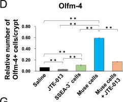 Fig.6.D from the publication: Stem Cell Therapy Using Bone Marrow-Derived Muse Cells Repairs Radiation-Induced Intestinal Injury Through Their Intestine-Homing via Sphingosine Monophosphate-Sphingosine Monophosphate Receptor 2 Interaction.