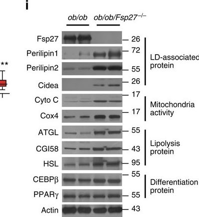 Fig.1.I showing Western Blotting in a Mus musculus (House mouse) sample from the publication: Insulin resistance and white adipose tissue inflammation are uncoupled in energetically challenged Fsp27-deficient mice.