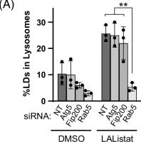 Fig.2.A from the publication: Ethanol disrupts hepatocellular lipophagy by altering Rab5-centric LD-lysosome trafficking.