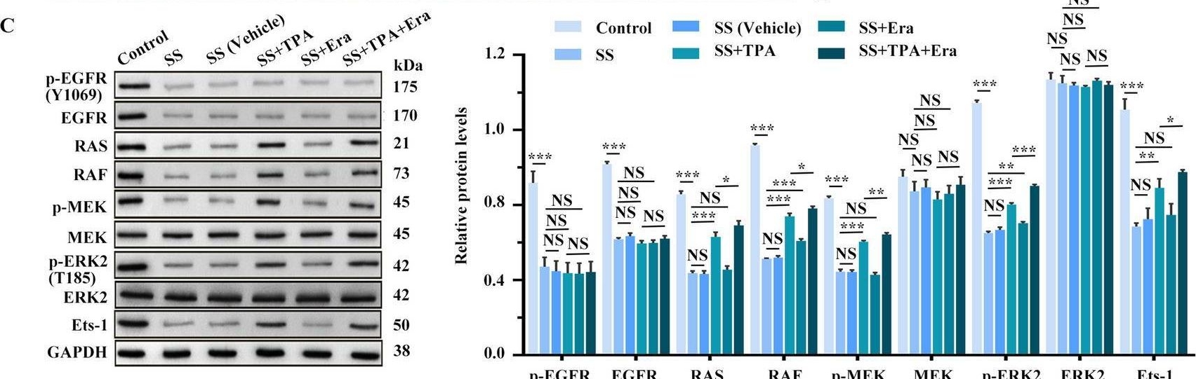 Fig.7.C showing Western Blotting from the publication: Comprehensive network pharmacology and experimental study to investigate the effect and mechanism of solasonine on breast carcinoma treatment.