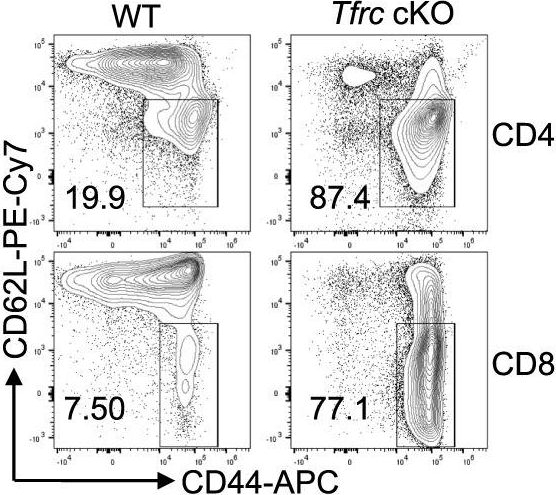 Fig.1.E showing Flow cytometry/Cell sorting in a Mus musculus (House mouse) sample from the publication: Microbiota-assisted iron uptake promotes immune tolerance in the intestine.