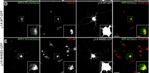 Fig.6.D showing Immunocytochemistry-immunofluorescence from the publication: Clathrin adaptor AP-1-mediated Golgi export of amyloid precursor protein is crucial for the production of neurotoxic amyloid fragments.