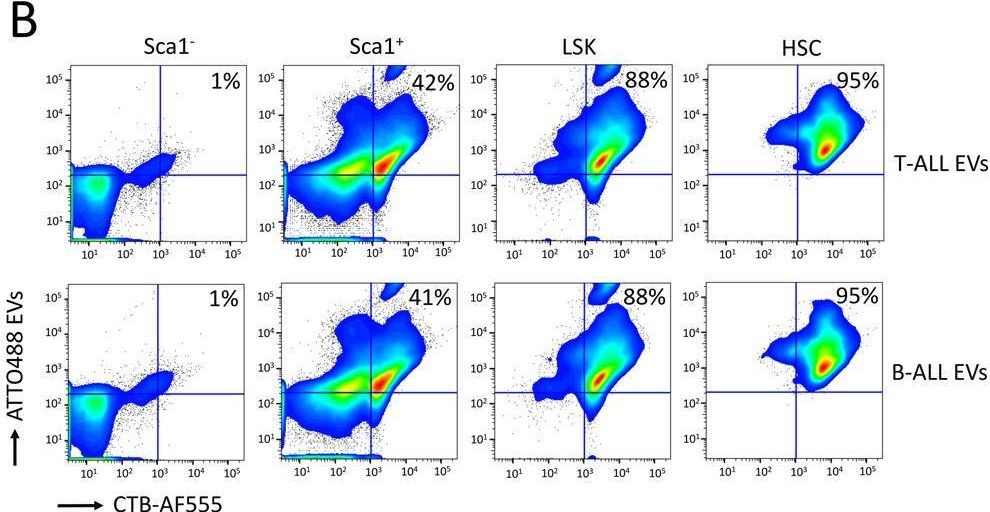 Fig.3.B showing Flow cytometry/Cell sorting in a Mus musculus (House mouse) sample from the publication: Acute lymphoblastic leukemia-derived extracellular vesicles affect quiescence of hematopoietic stem and progenitor cells.