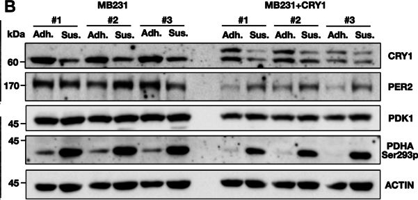 Fig.11.B showing Western Blotting in a Homo sapiens (Human) sample from the publication: Circadian modulation of glucose utilization via CRY1-mediated repression of Pdk1 expression.