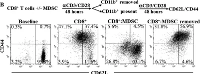 Fig.3.B showing Flow cytometry/Cell sorting from the publication: T cells conditioned with MDSC show an increased anti-tumor activity after adoptive T cell based immunotherapy.