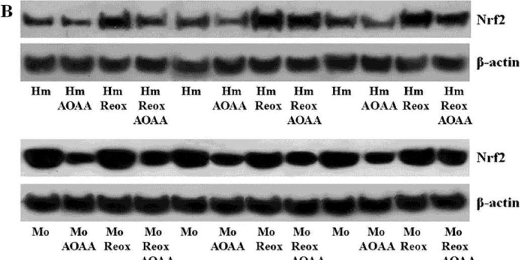Fig.3.B showing Western Blotting in a Mus musculus (House mouse) sample from the publication: The H2S-Nrf2-Antioxidant Proteins Axis Protects Renal Tubular Epithelial Cells of the Native Hibernator Syrian Hamster from Reoxygenation-Induced Cell Death.