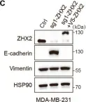 Fig.2.C showing Western Blotting from the publication: ZHX2 deficiency enriches hybrid MET cells through regulating E-cadherin expression.