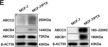 Fig.1.E showing Western Blotting in a Homo sapiens (Human) sample from the publication: Polyphyllin H Reverses Paclitaxel Resistance in Breast Cancer by Binding Membrane Cholesterol to Inhibit Both ABCB1 and ABCC3.