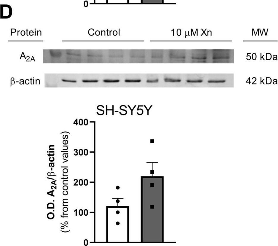 Fig.3.D showing Western Blotting in a Homo sapiens (Human) sample from the publication: Effect of Xanthohumol, a Bioactive Natural Compound from Hops, on Adenosine Pathway in Rat C6 Glioma and Human SH-SY5Y Neuroblastoma Cell Lines.