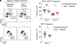 Fig.2.B showing Flow cytometry/Cell sorting from the publication: CD138 expression is a molecular signature but not a developmental requirement for RORγt+ NKT17 cells.