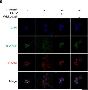 Fig.4.G showing Immunocytochemistry-immunofluorescence from the publication: Humanin activates integrin αV-TGFβ axis and leads to glioblastoma progression.