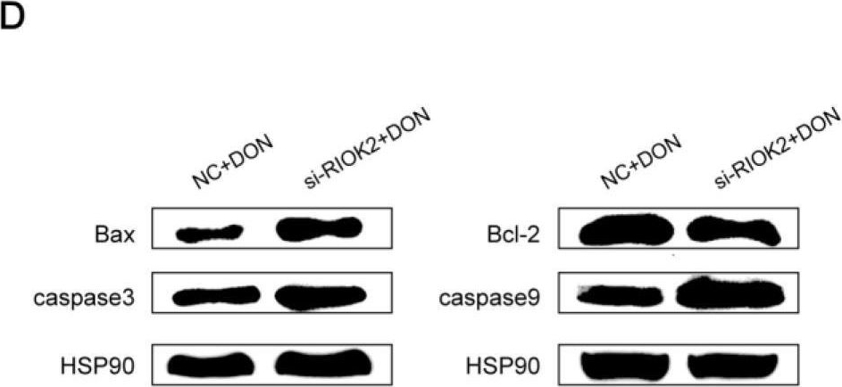 Fig.2.D showing Western Blotting in a Sus scrofa (Wild pig) sample from the publication: Analysis of RIOK2 Functions in Mediating the Toxic Effects of Deoxynivalenol in Porcine Intestinal Epithelial Cells.