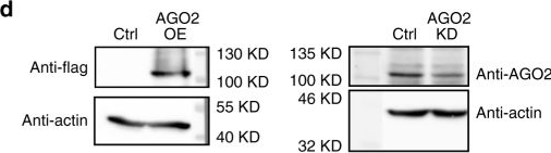 Fig.7.D showing Western Blotting in a Homo sapiens (Human) sample from the publication: Structure-mediated modulation of mRNA abundance by A-to-I editing.