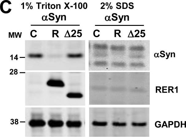 Fig.2.C showing Western Blotting in a Homo sapiens (Human) sample from the publication: The ER retention protein RER1 promotes alpha-synuclein degradation via the proteasome.