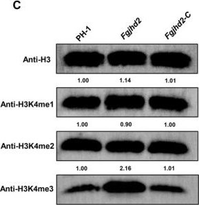 Fig.1.C showing Western Blotting in a Solanum tuberosum (Potato) sample from the publication: FgJhd2 Modulates FgMpf2 Expression via H3K4 Demethylation and Influences Sexual Development in&nbsp;Fusarium graminearum.