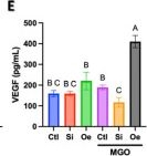 Fig.4.E showing Enzyme-linked immunosorbent assay from the publication: Endothelial Sestrin2 Coordinates Multiple Protective Pathways to Maintain Angiogenic Function in Diabetes-Associated Endothelial Dysfunction.