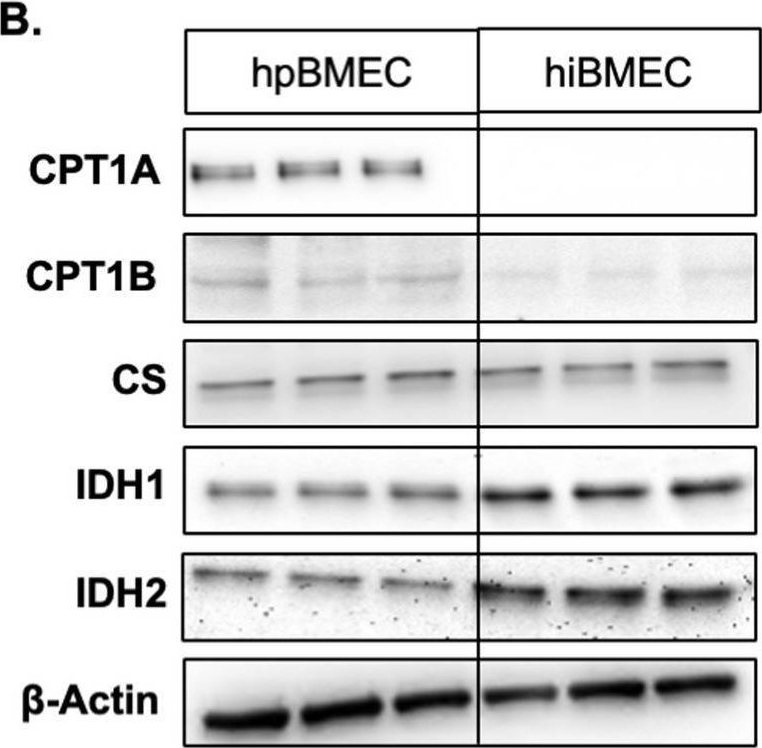 Fig.5.B showing Western Blotting from the publication: Induced pluripotent stem cell-derived cells model brain microvascular endothelial cell glucose metabolism.