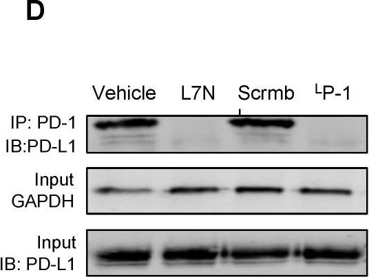 Fig.2.D showing Western Blotting in a Homo sapiens (Human) sample from the publication: Peptide Blockers of PD-1-PD-L1 Interaction Reinvigorate PD-1-Suppressed T Cells and Curb Tumor Growth in Mice.