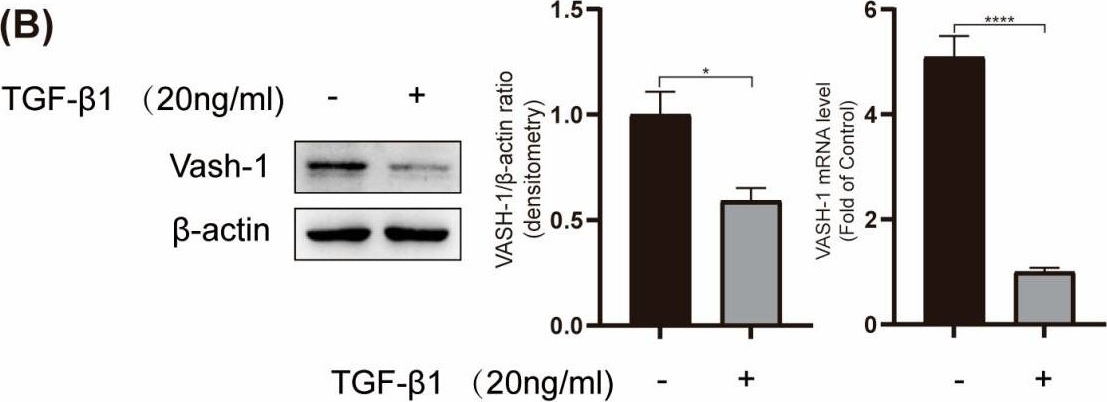 Fig.5.B showing Western Blotting from the publication: MicroRNA-10 Family Promotes Renal Fibrosis through the VASH-1/Smad3 Pathway.