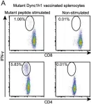 Fig.4.A showing Flow cytometry/Cell sorting in a Mus musculus (House mouse) sample from the publication: Low Mutation Burden in Ovarian Cancer May Limit the Utility of Neoantigen-Targeted Vaccines.