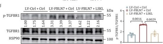 Fig.8.I showing Western Blotting in a Mus musculus (House mouse) sample from the publication: Fibulin-7 in progenitor cells promotes adipose tissue fibrosis and disrupts metabolic homeostasis in obesity.