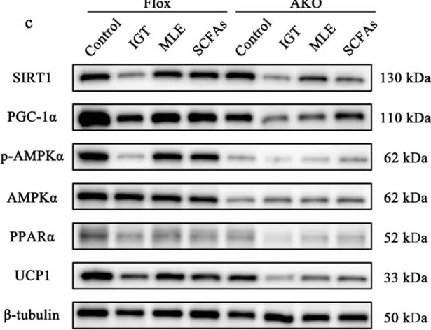Fig.11.C showing Western Blotting in a Mus musculus (House mouse) sample from the publication: Mulberry Leaf Water Extract Ameliorates Impaired Glucose Tolerance via the Gut Microbiota/SCFAs/AMPKα1 Axis in Adipose Tissue.